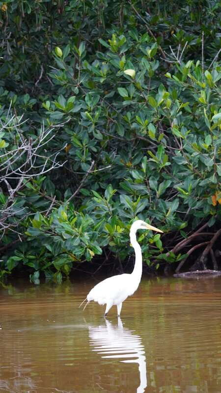 Rio Lagartos and San Felipe: Isla Cerritos, Cenote Kambulnah and Pesca. - Exploring Rio Lagartos and San Felipe: A Journey Through Nature, Culture, and Adventure
