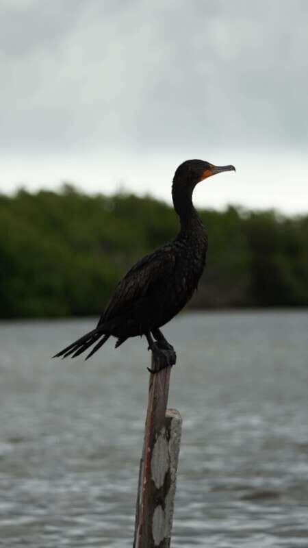 Rio Lagartos and San Felipe: Isla Cerritos, Cenote Kambulnah and Pesca. - Key Points