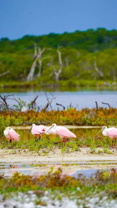 Rio Lagartos and San Felipe: Isla Cerritos, Cenote Kambulnah and Pesca. - Who Will Love This Tour?