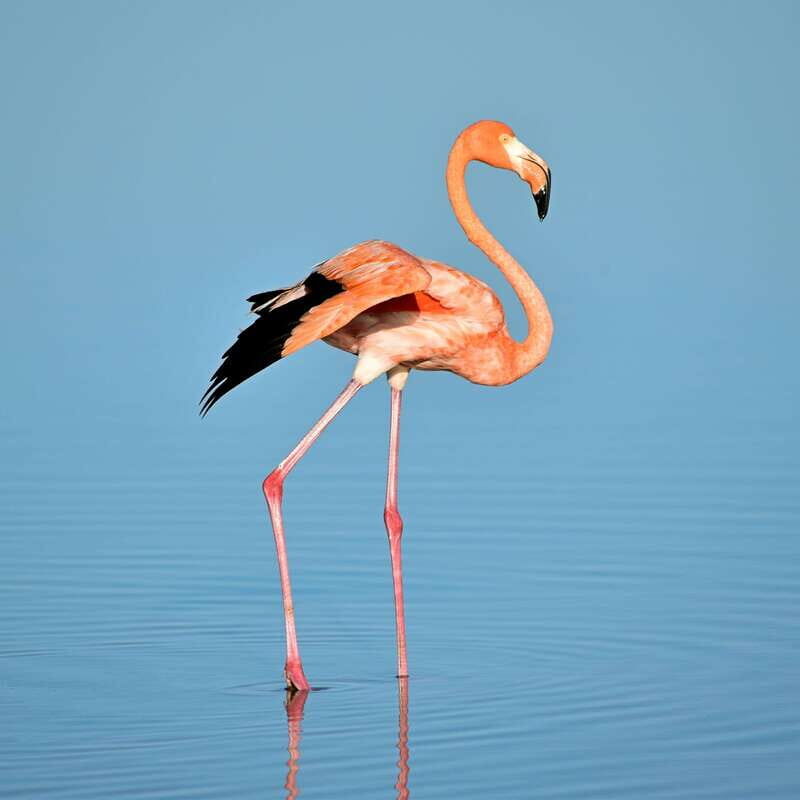 Rio Lagartos: Wondeful Pink Waters and Boat Ride - Evaluating Value and Practicalities