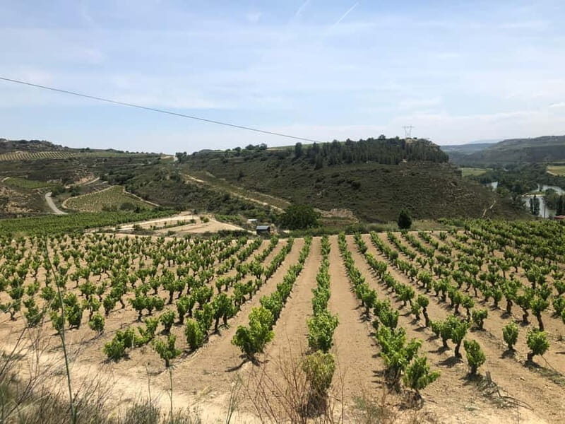 Rioja Day Tour: Explore Three Wineries with Tastings - The Sum Up