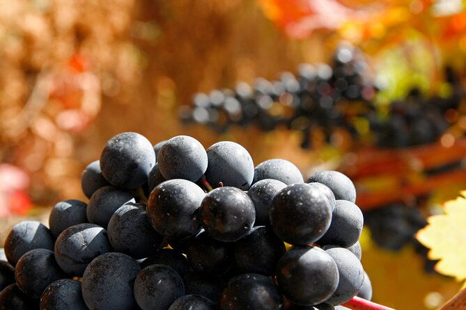 rioja-wine-region-with-visit-to-winery-vitoria-gasreiz