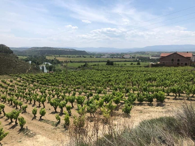 Rioja Wine Tour: 3 Wineries & Pintxos Lunch - Key Points