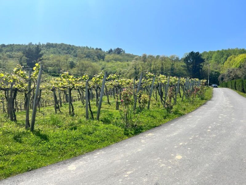 rioja-wineries-vip-tour