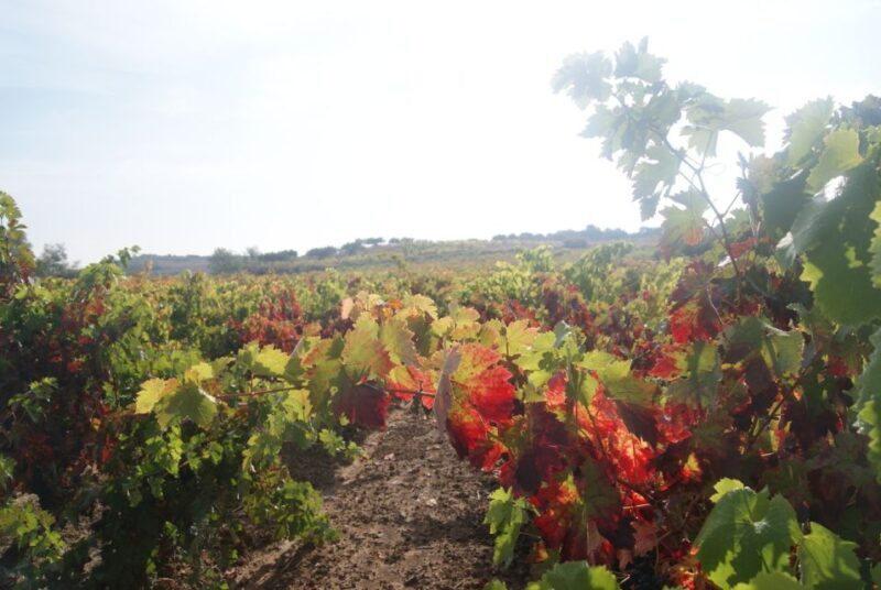 Rioja Winery & Traditional Lunch From Pamplona or Logroño - The Overall Value: Does It Deliver?