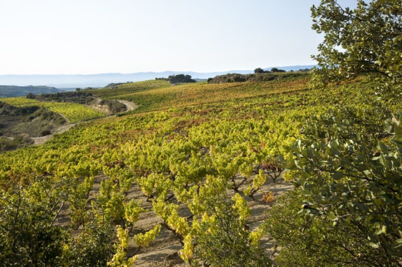 Rioja Winery & Traditional Lunch From Pamplona or Logroño - Who Is This Tour Best For?