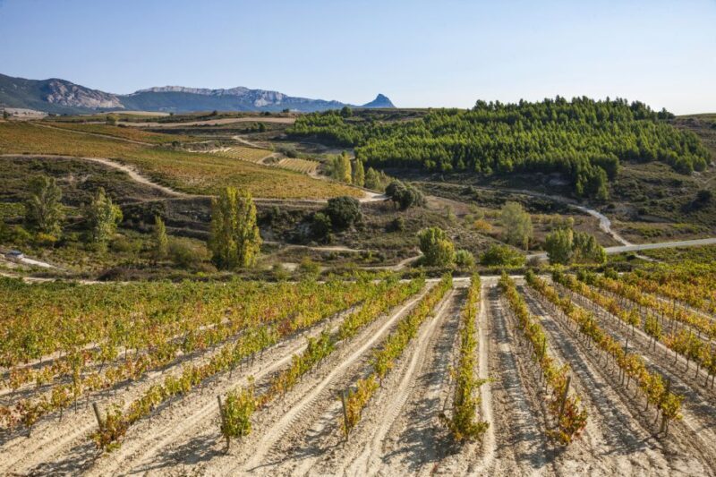 Rioja Winery & Traditional Lunch From Pamplona or Logroño - FAQ