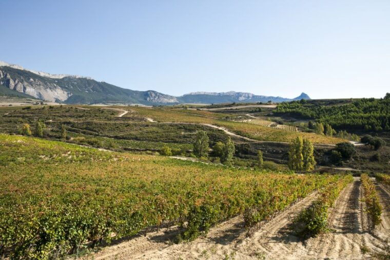 rioja-winery-traditional-lunch-from-pamplona-or-logrono
