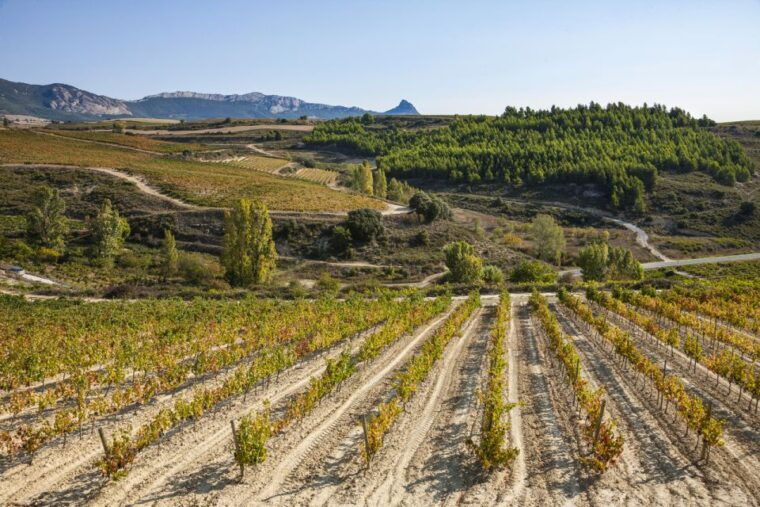 rioja-winery-traditional-lunch-from-pamplona-or-logrono