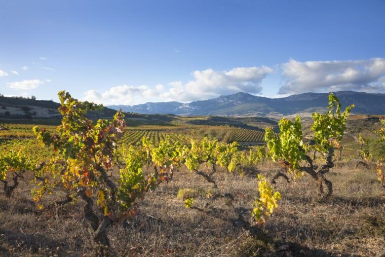 rioja-winery-traditional-lunch-from-pamplona-or-logrono