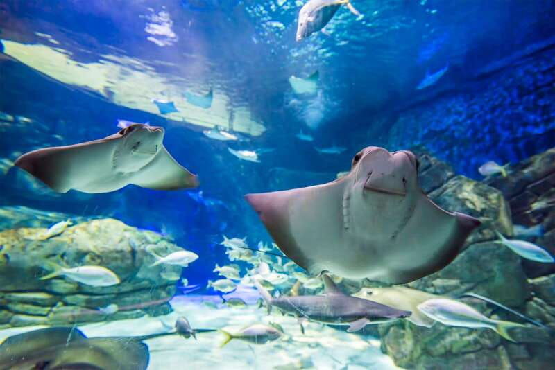 ripleys-aquarium-sharks-after-dark-entry-after-5pm