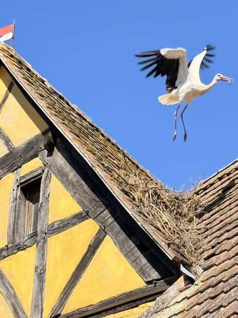 Riquewihr: the pearl of the vineyards with a local guide and tastings - Key Points