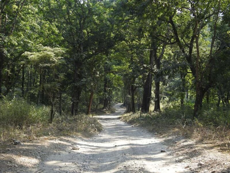 Rishikesh: Gohri Range Hike, Temple Visit, & Transfer - Introduction