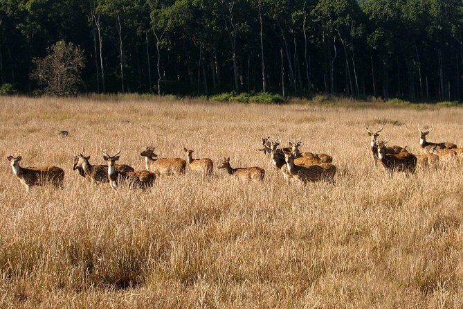 Rishikesh: Open Jeep Safari in Chilla Range, Rajaji National Park - Key Points