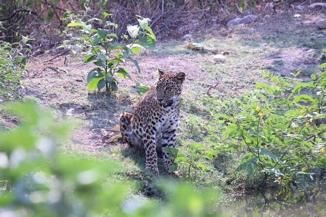 Rishikesh: Open Jeep Safari in Chilla Range, Rajaji National Park - Considerations and Tips for a Better Experience