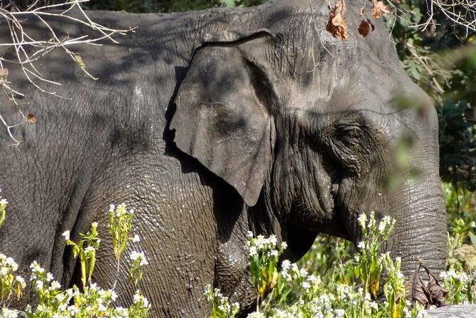 Rishikesh: Open Jeep Safari in Chilla Range, Rajaji National Park - Final Thoughts: Is This Safari Worth It?