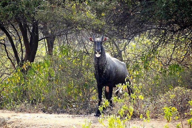 Rishikesh: Open Jeep Safari in Chilla Range, Rajaji National Park - FAQs