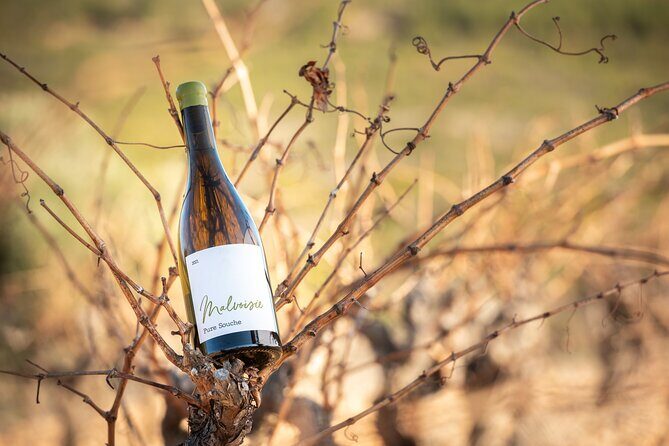 Rivaltes  Secrets of the Terroir and Tasting of Unique Wines! - What to Expect from the Tour  
