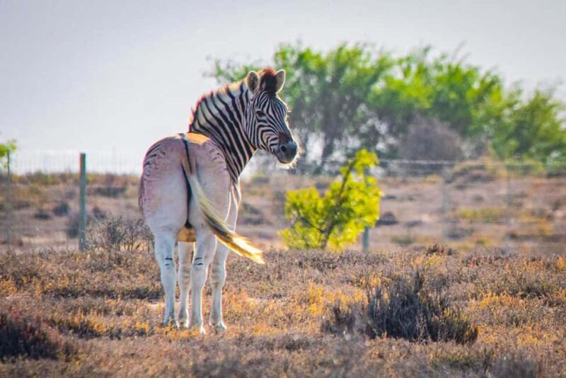 River Cruise and Game Drive Tour - Key Points