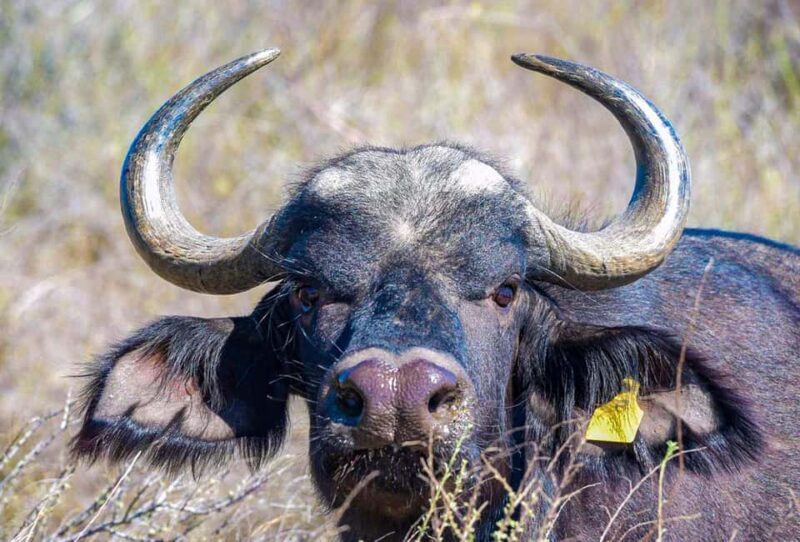 River Cruise and Game Drive Tour - Who Is This Tour Best For?