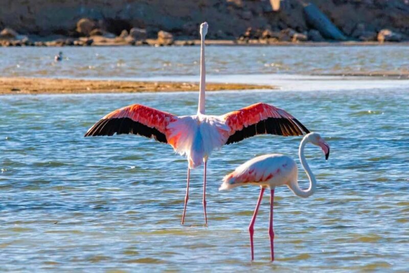 River Cruise and Game Drive Tour - Final Thoughts