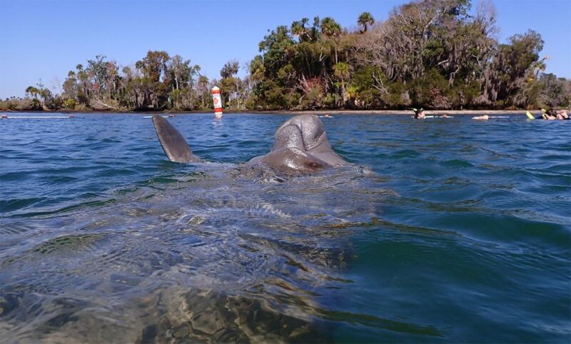 river-cruise-with-manatee-viewing