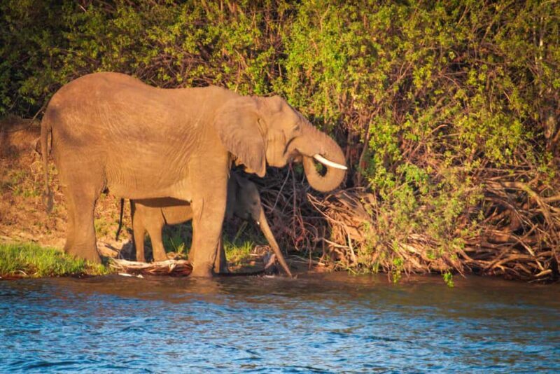 Riversong Sunset Luxury Zambezi Cruise - Final Thoughts