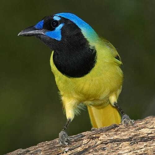 Riviera Maya: Puerto Morelos 4-Hour Bird Watching Tour - An In-Depth Look at the Puerto Morelos Bird Watching Tour