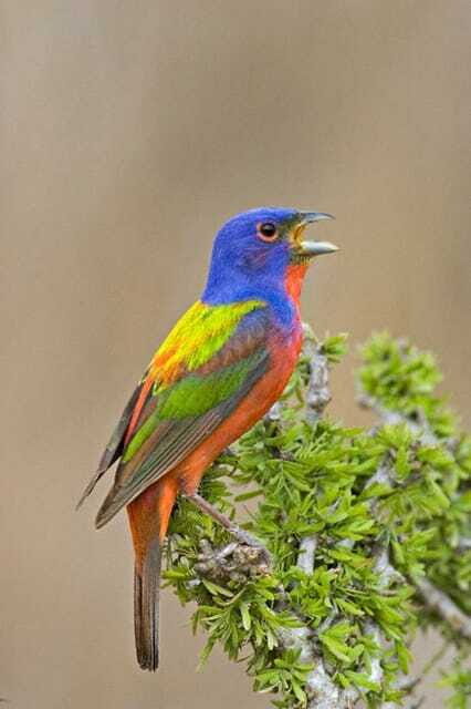Riviera Maya: Puerto Morelos 4-Hour Bird Watching Tour - FAQs