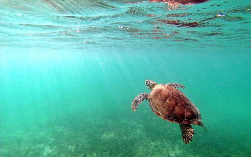 Riviera Maya: Turtles and Cenote Snorkeling Tour - Key Points