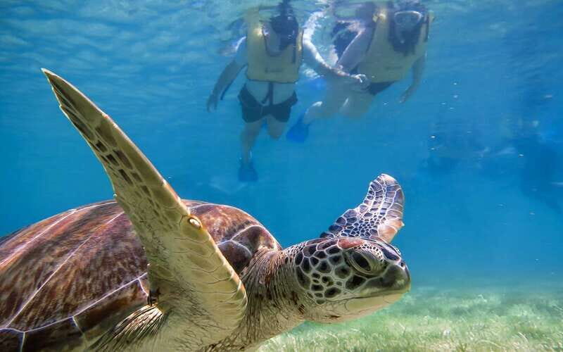 Riviera Maya: Turtles and Cenote Snorkeling Tour - An In-Depth Look at the Tour Experience