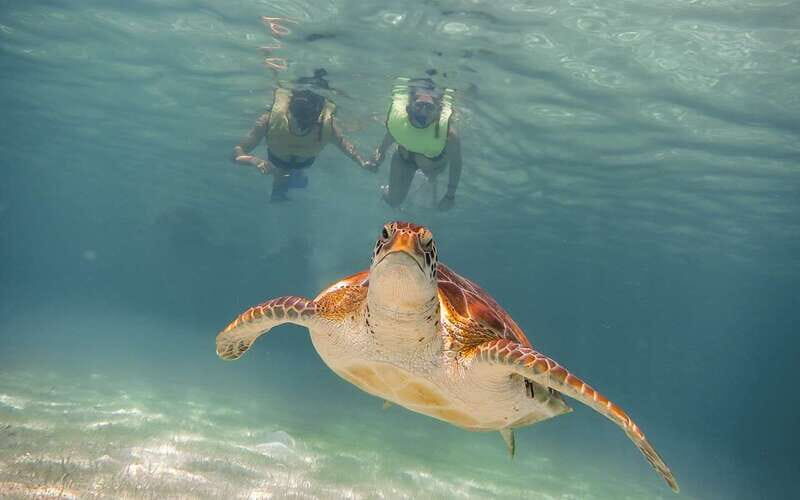 Riviera Maya: Turtles and Cenote Snorkeling Tour - Final Thoughts