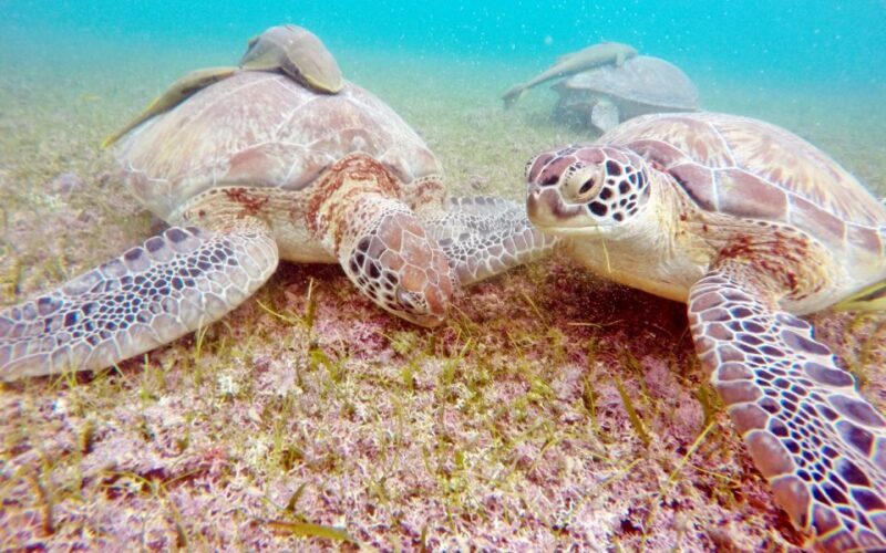 Riviera Maya: Turtles and Cenote Snorkeling Tour - FAQ