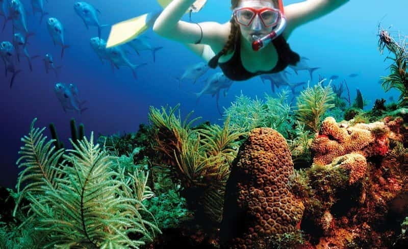 Riviera Maya: Two-Reef Snorkeling Experience - Key Points