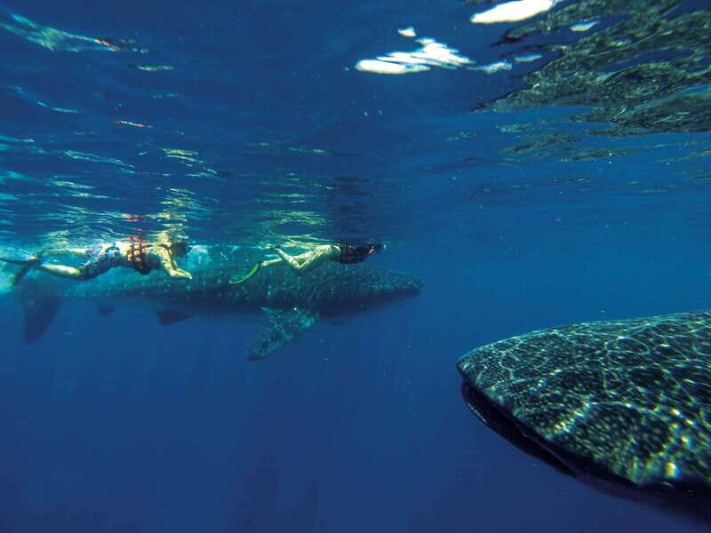 Riviera Maya: Whale Shark Tour with Lunch and Drinks - Setting the Scene: What You Can Expect