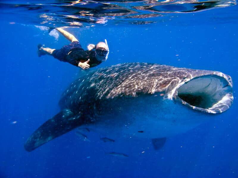 Riviera Maya: Whale Shark Tour with Lunch and Drinks - Transportation, Group Size, and Overall Value