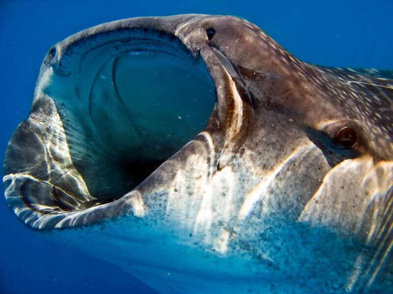 Riviera Maya: Whale Shark Tour with Lunch and Drinks - The Sum Up