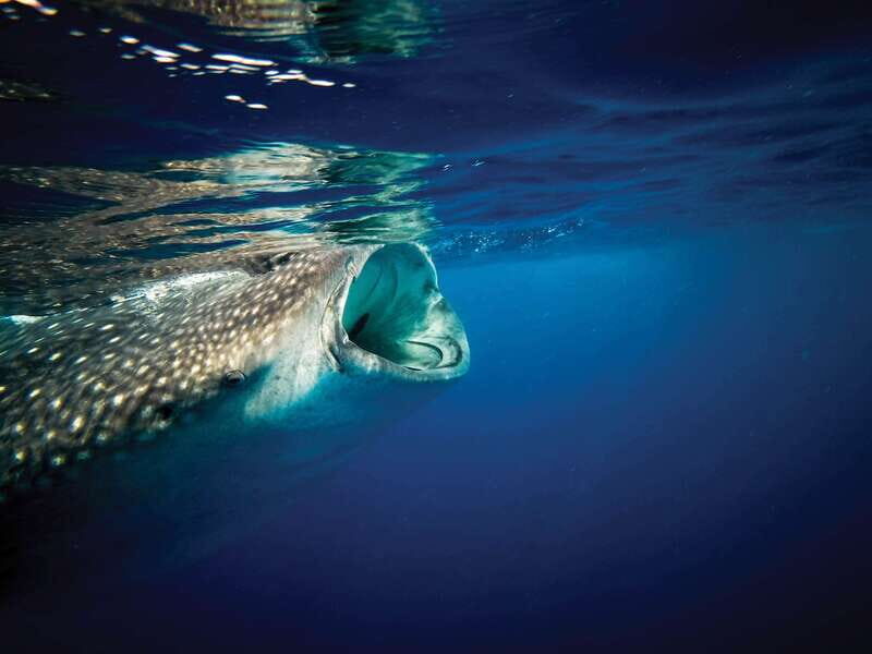 Riviera Maya: Whale Shark Tour with Lunch and Drinks - FAQ