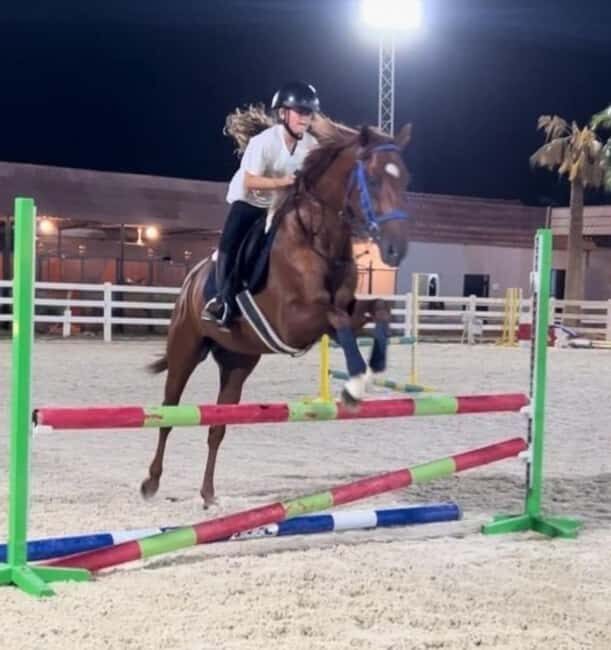 Riyadh: Arabian Horse Riding Experience - The Horses: Diversity and Charm