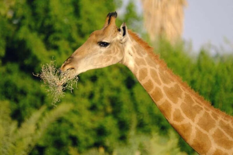 Riyadh: Open-Topped Vehicle Safari at Nofa Wildlife Park - Key Points
