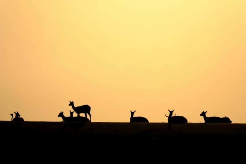Riyadh: Open-Topped Vehicle Safari at Nofa Wildlife Park - Experience Overview: Why This Safari Stands Out