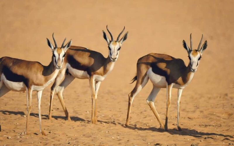Riyadh: Open-Topped Vehicle Safari at Nofa Wildlife Park - Final Thoughts: Who Should Consider This Safari?