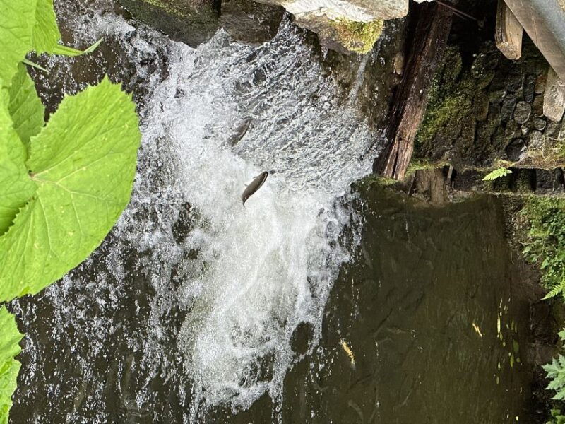 rize-ayder-highland-village-tea-tasting-private-day-trip