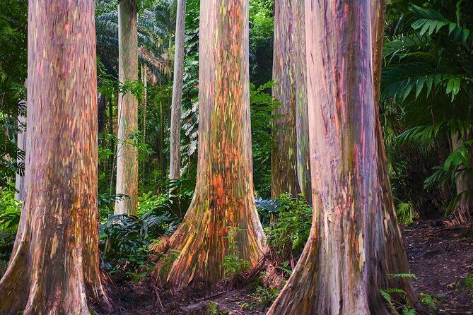 road-to-hana-full-day-tour-with-a-guide