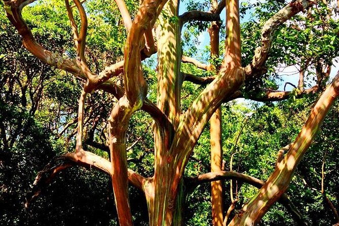 road-to-hana-private-jungle-tour-with-lahaina-side-pick-up