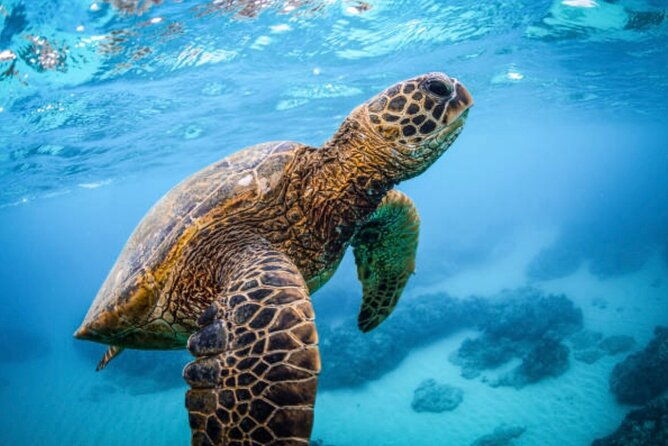 roatan-3-stop-snorkel-starfish-blue-channel-and-turtle-crossing