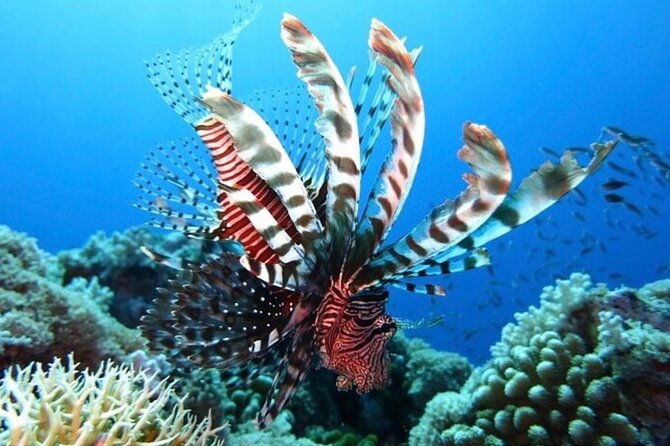 roatan-3-stop-snorkel-starfish-blue-channel-and-turtle-crossing