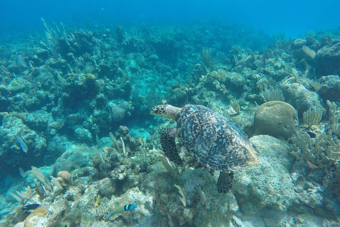 roatan-by-land-and-sea