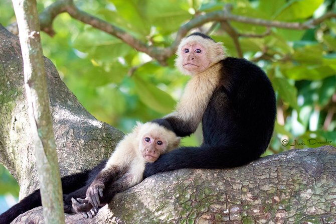 roatan-canopy-zip-line-and-beach-escape