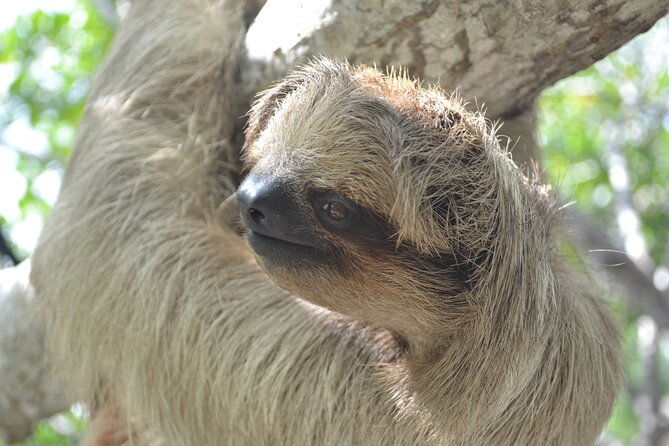 roatan-drift-snorkel-and-monkey-sloth-sanctuary-tour